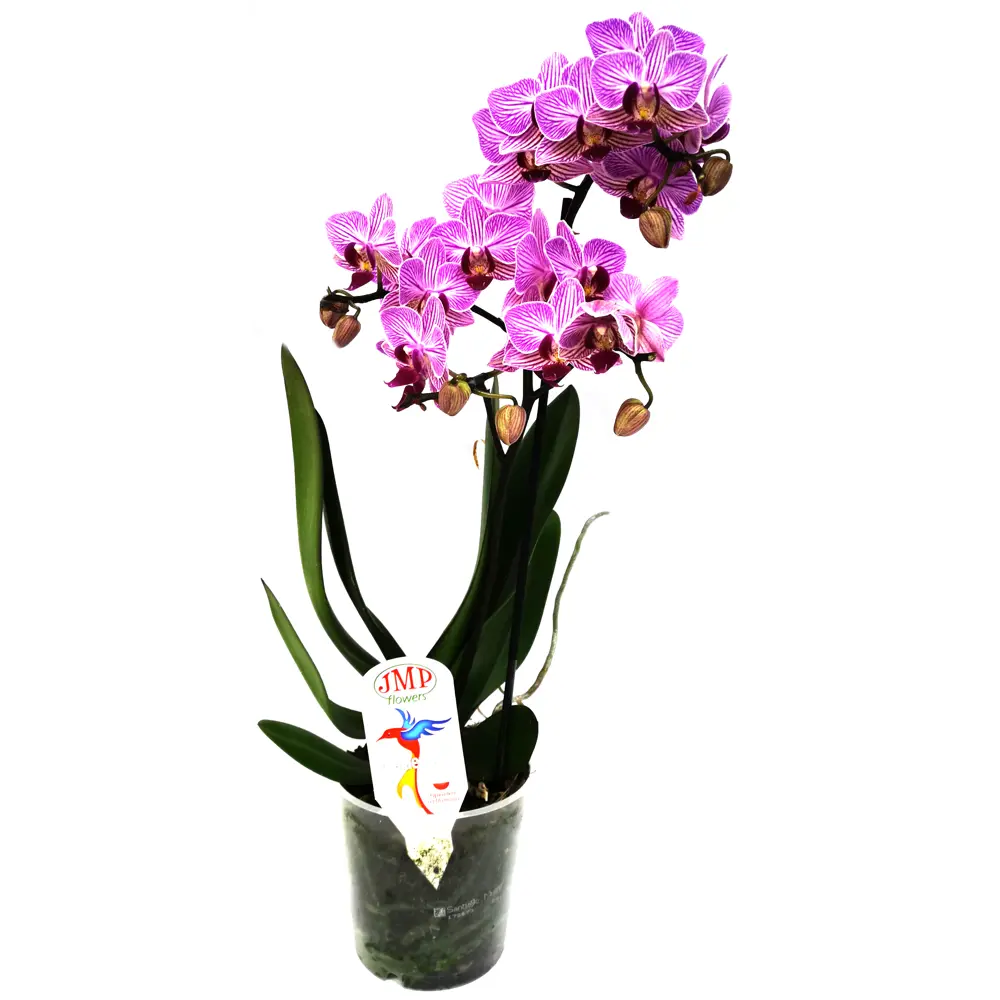 Фото 2 Орхидея Фаленопсис Супер экстра микс 1 стебель ø9 h40 см Джей Эм Пи Флауэрс рус Фото 2 Орхидея Фаленопсис Супер экстра микс 1 стебель ø9 h40 см Джей Эм Пи Флауэрс рус