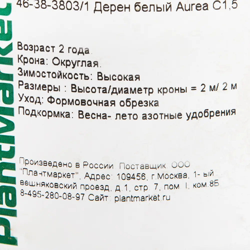 Фото 2 Дерен белый «Ауреа» C1.5