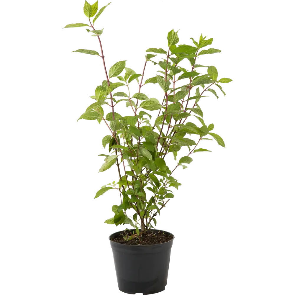 Фото Гортензия метельчатая «Киушу» C3 40-60 см Фото Гортензия метельчатая «Киушу» C3 40-60 см