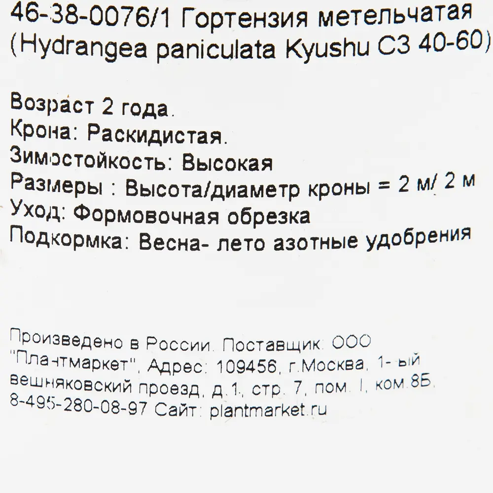 Фото 2 Гортензия метельчатая «Киушу» C3 40-60 см Фото 2 Гортензия метельчатая «Киушу» C3 40-60 см
