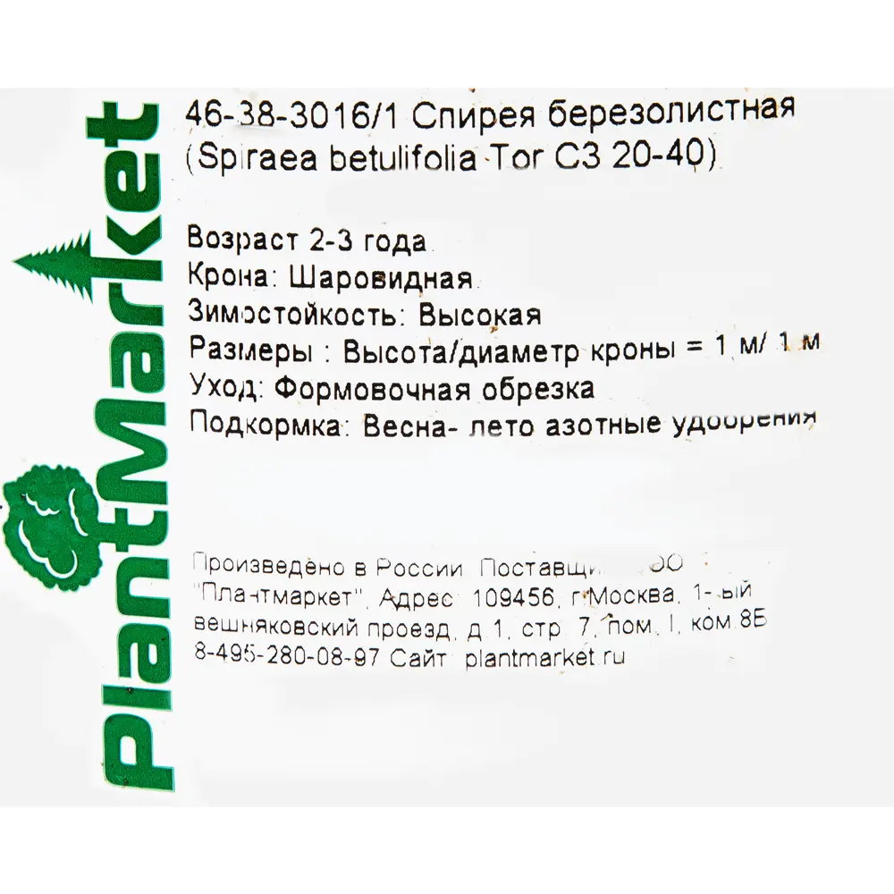 Фото 2 Спирея берёзолистная «Тор» C3 20-40 см Фото 2 Спирея берёзолистная «Тор» C3 20-40 см