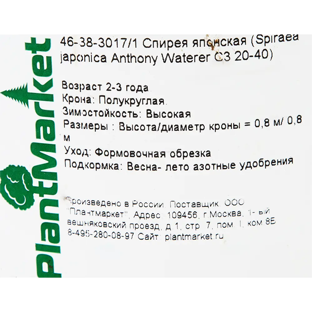 Фото 2 Спирея японская «Энтони Уотерер» C3 20-40 см Фото 2 Спирея японская «Энтони Уотерер» C3 20-40 см
