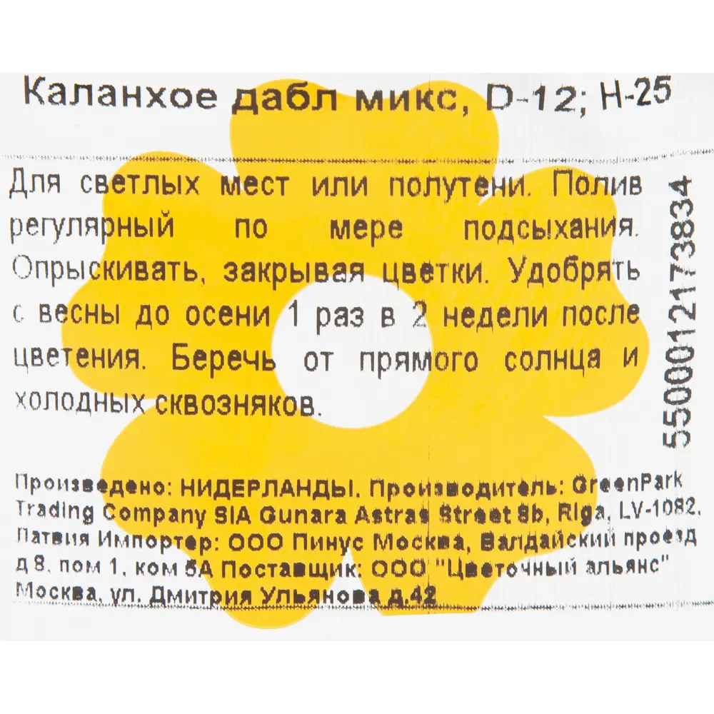 Фото 3 Каланхое «Дабл микс» d12 h25 Фото 3 Каланхое «Дабл микс» d12 h25