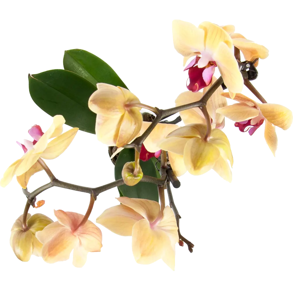 Фото 3 Орхидея Фаленопсис Солид Голд ø12 h60 см Фото 3 Орхидея Фаленопсис Солид Голд ø12 h60 см