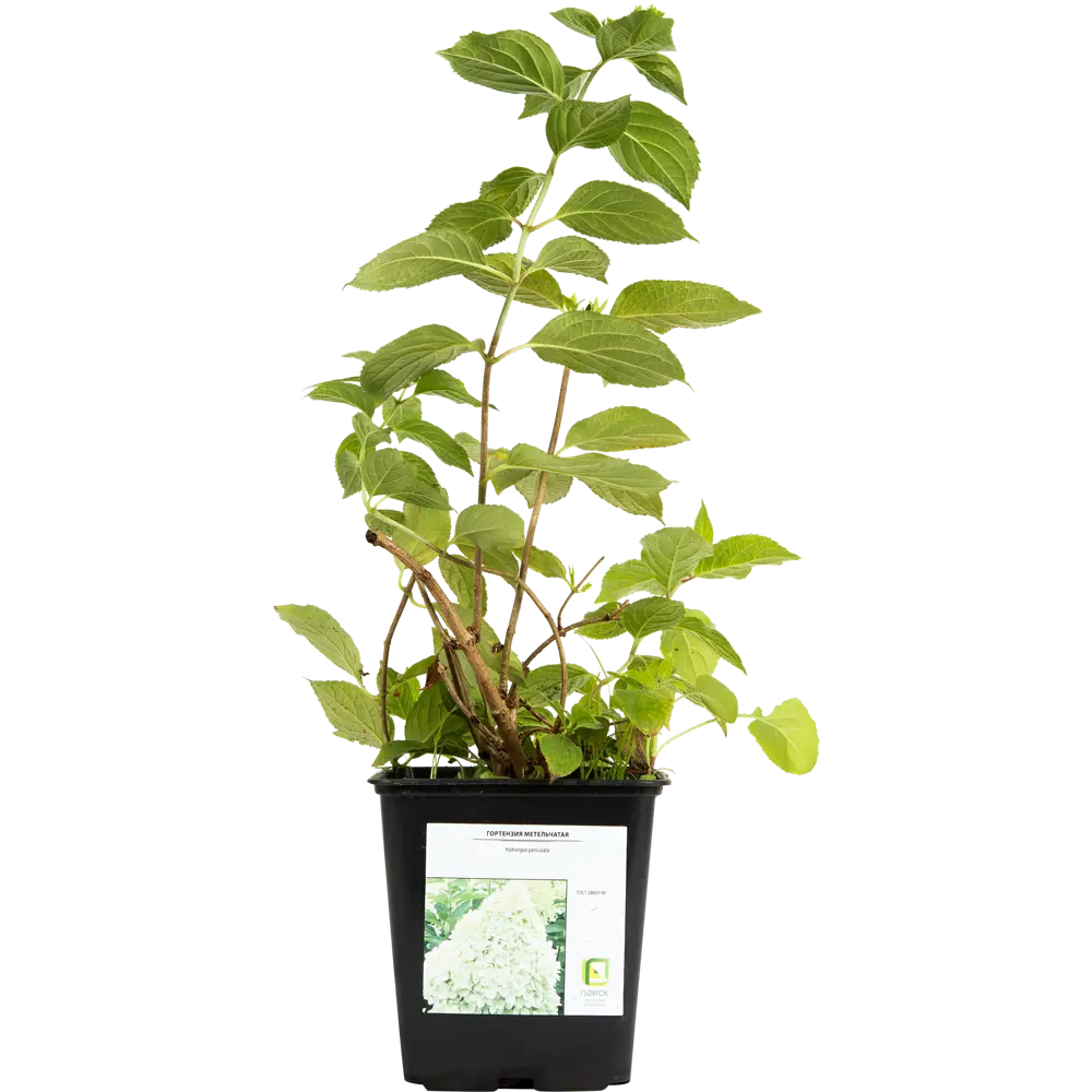 Фото 2 Гортензия метельчатая «Мэджикал Кэндл» 2 л h20 см Фото 2 Гортензия метельчатая «Мэджикал Кэндл» 2 л h20 см