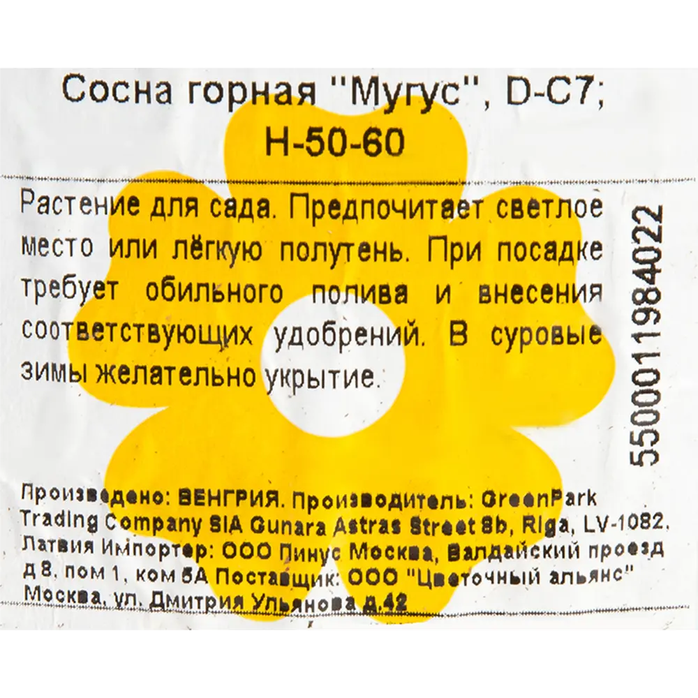 Фото 2 Сосна горная «Мугус» 7л 50-60 см Фото 2 Сосна горная «Мугус» 7л 50-60 см