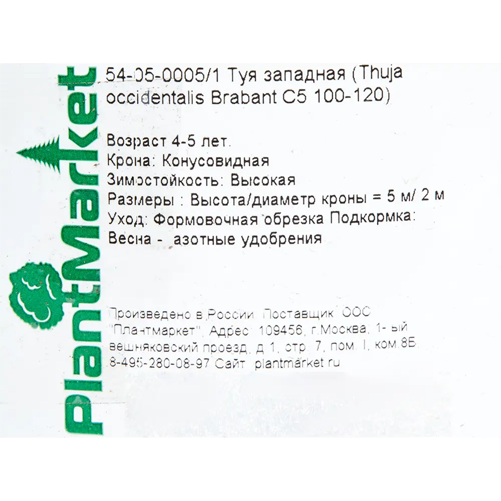 Фото 2 Туя западная «Брабант» С5 100-120 см, цвет зелёный Фото 2 Туя западная «Брабант» С5 100-120 см, цвет зелёный