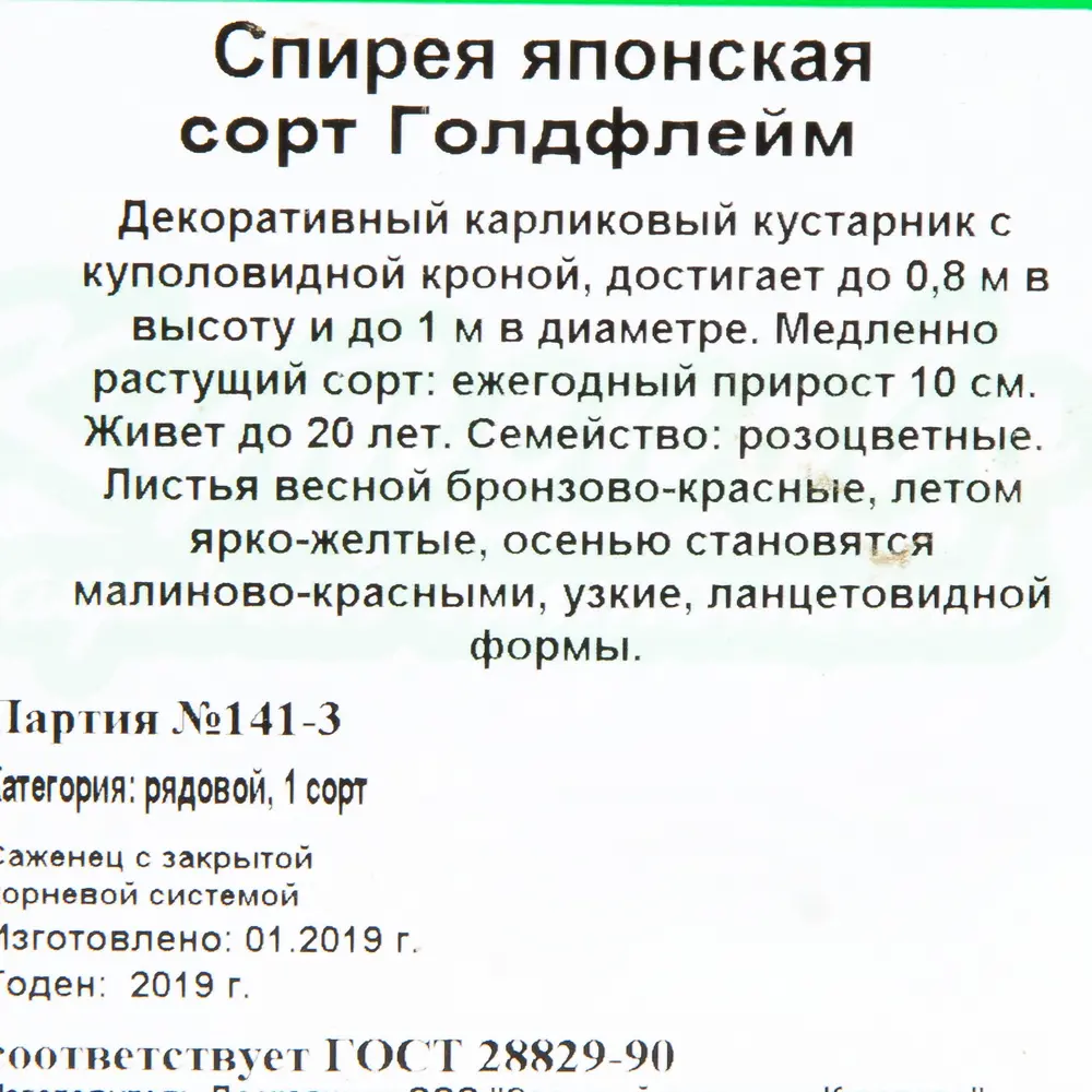 Фото 2 Спирея бумальда С2 «Голдфлейм» h30 Фото 2 Спирея бумальда С2 «Голдфлейм» h30