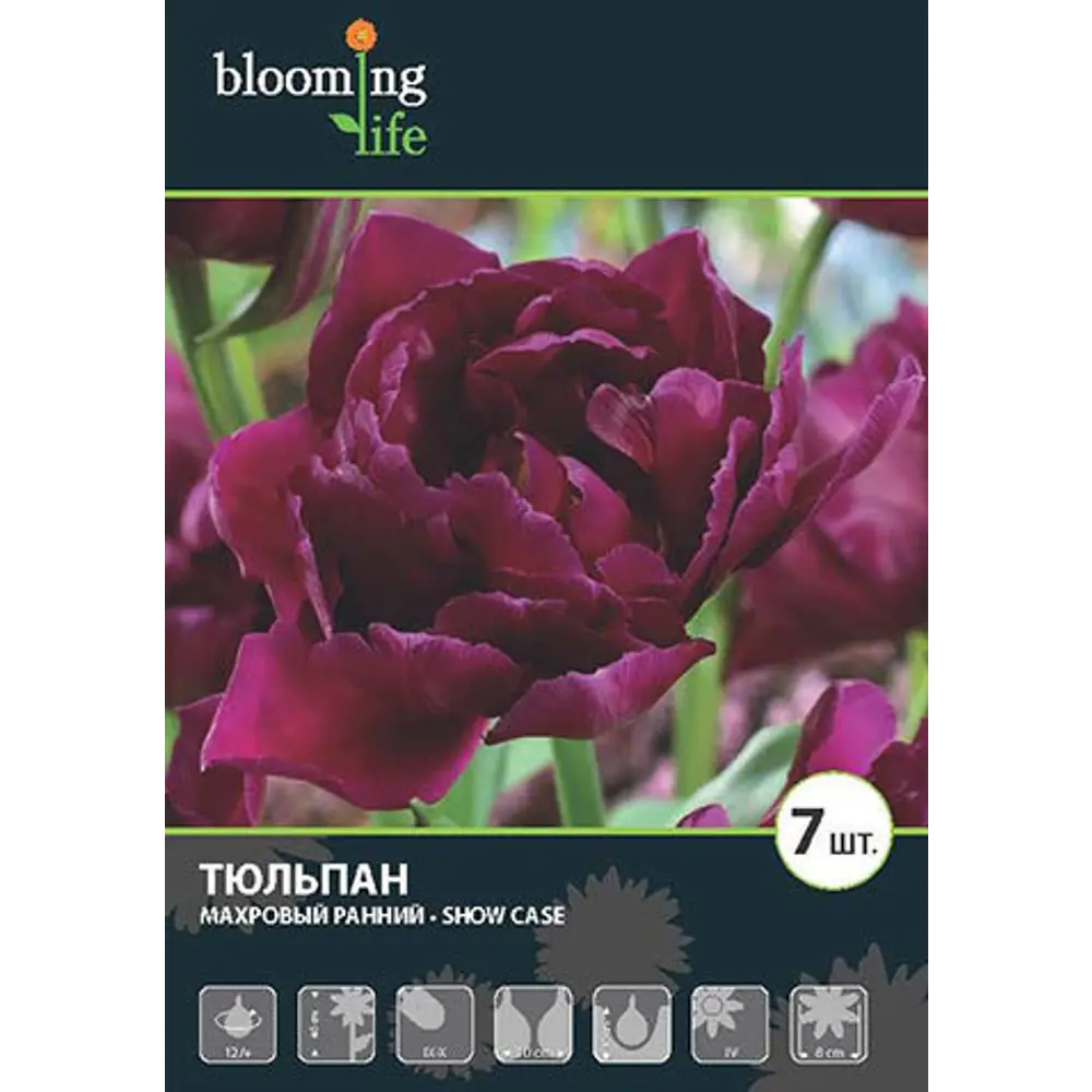 Фото Тюльпан «Шоукейс» 12 Фото Тюльпан «Шоукейс» 12