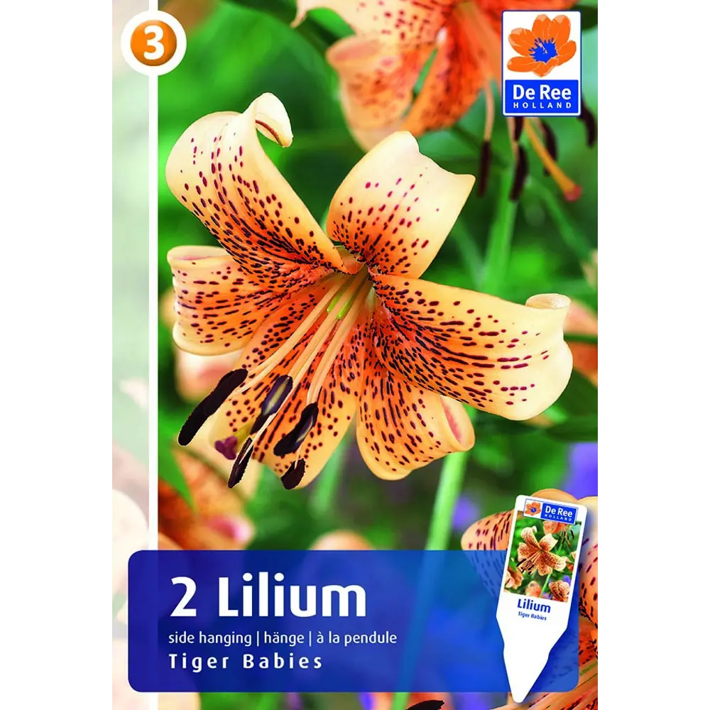 Фото Лилия «Тайгер Бебис» размер луковицы 16/18, 2 шт.