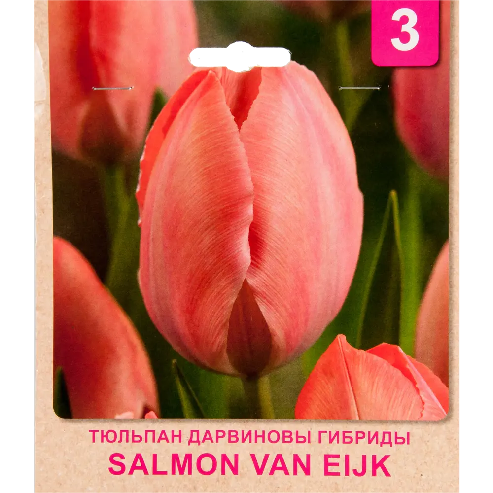 Фото Тюльпан «Salmon Van Eijk» размер луковицы 10/11, 3 шт. Фото Тюльпан «Salmon Van Eijk» размер луковицы 10/11, 3 шт.