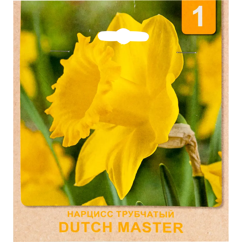 Фото Нарцисс «Dutch Master» размер луковицы 10/12, 6 шт. Фото Нарцисс «Dutch Master» размер луковицы 10/12, 6 шт.