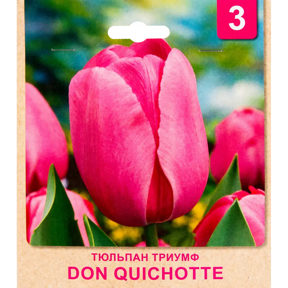 Фото Тюльпан «Don Quichotte» размер луковицы 10/11, 3 шт.