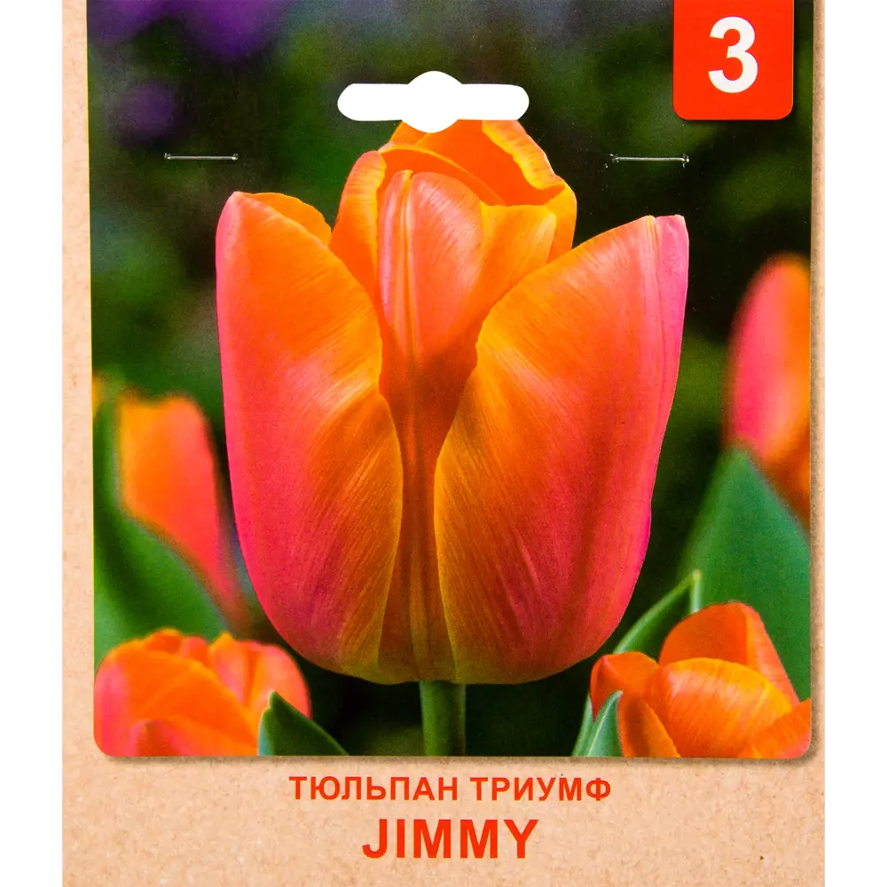 Фото Тюльпан Триумф «Jimmy» размер луковицы 10/11, 3 шт. Фото Тюльпан Триумф «Jimmy» размер луковицы 10/11, 3 шт.