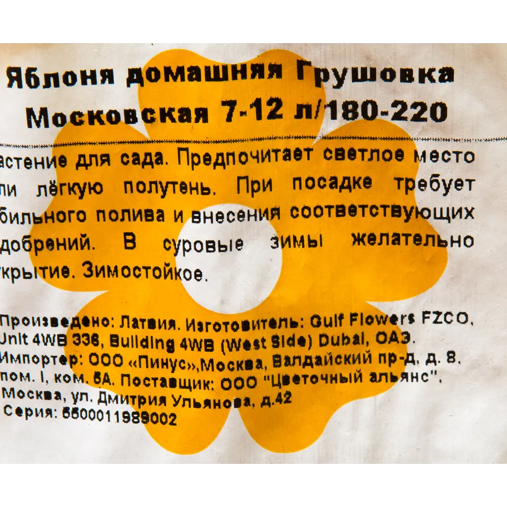 Фото 2 Яблоня «Грушовка Московская» 7-12 л 180 см Фото 2 Яблоня «Грушовка Московская» 7-12 л 180 см
