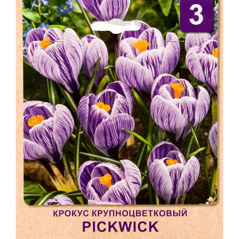 Фото Крокус «Pickwick» размер луковицы 7/8, 3 шт. Фото Крокус «Pickwick» размер луковицы 7/8, 3 шт.