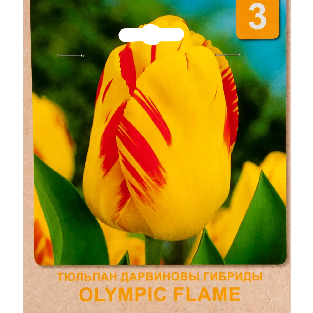 Фото Тюльпан «Olympic Flame» размер луковицы 10/11, 3 шт. Фото Тюльпан «Olympic Flame» размер луковицы 10/11, 3 шт.