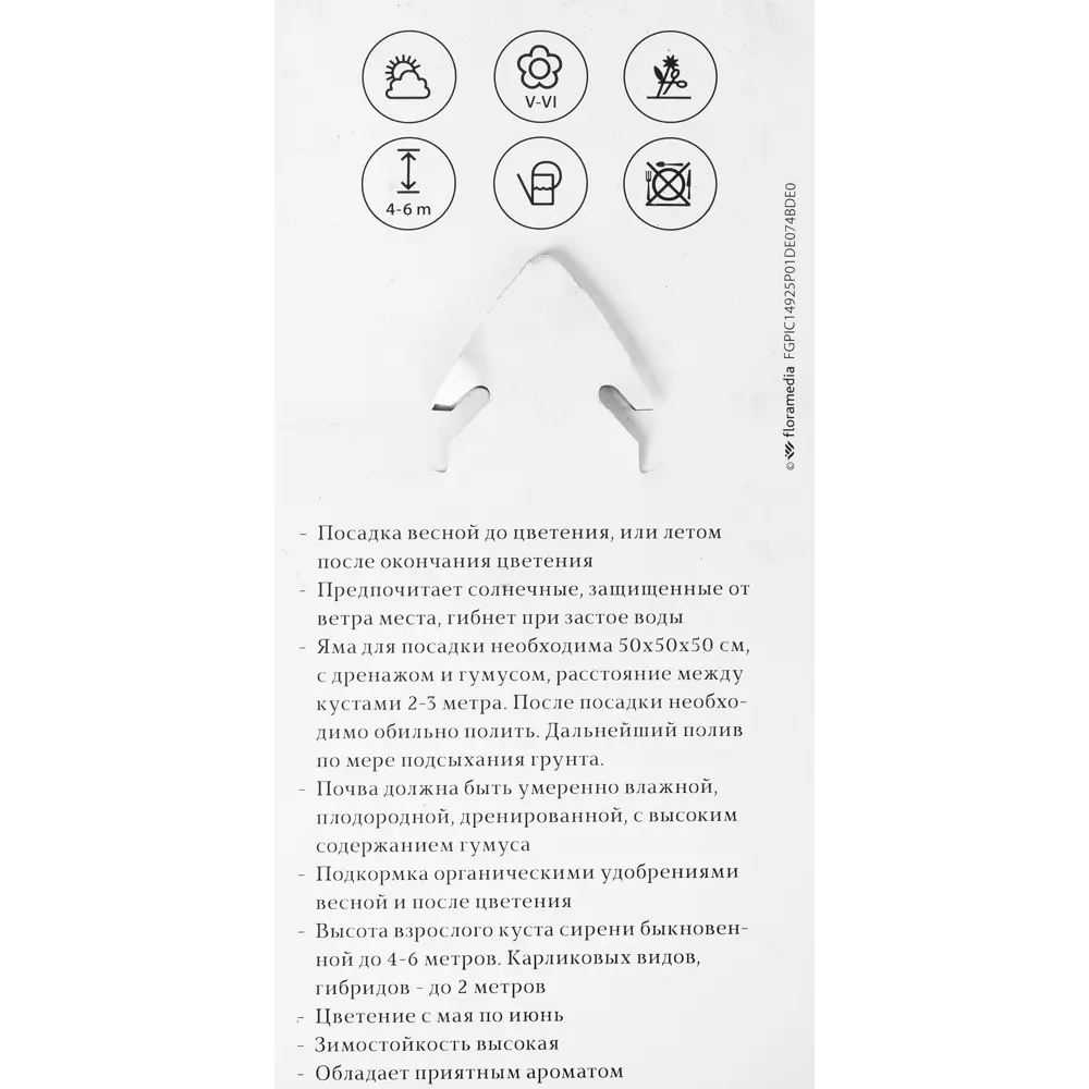 Фото 3 Сирень обык «Кремлевские Куранты» P9 Фото 3 Сирень обык «Кремлевские Куранты» P9