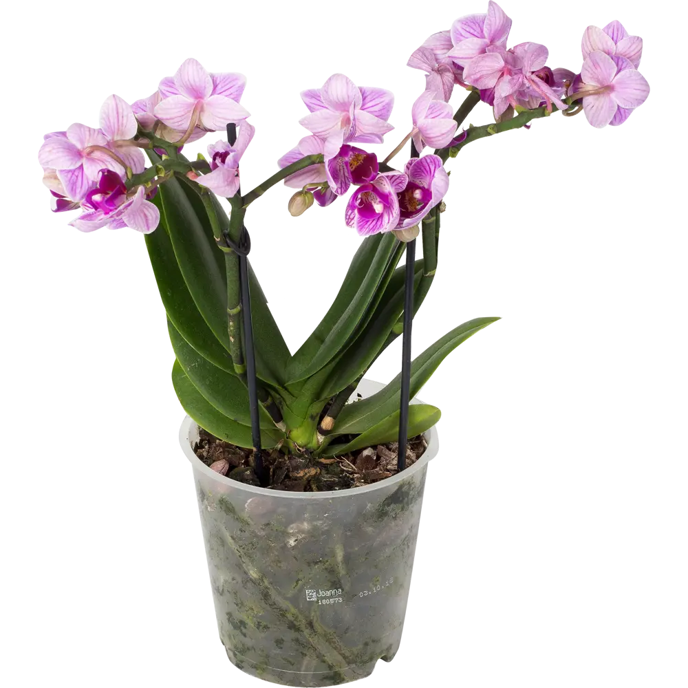 Фото 2 Орхидея Фаленопсис Мультифлора Супер экстра 1 стебель ø12 h40 см Фото 2 Орхидея Фаленопсис Мультифлора Супер экстра 1 стебель ø12 h40 см