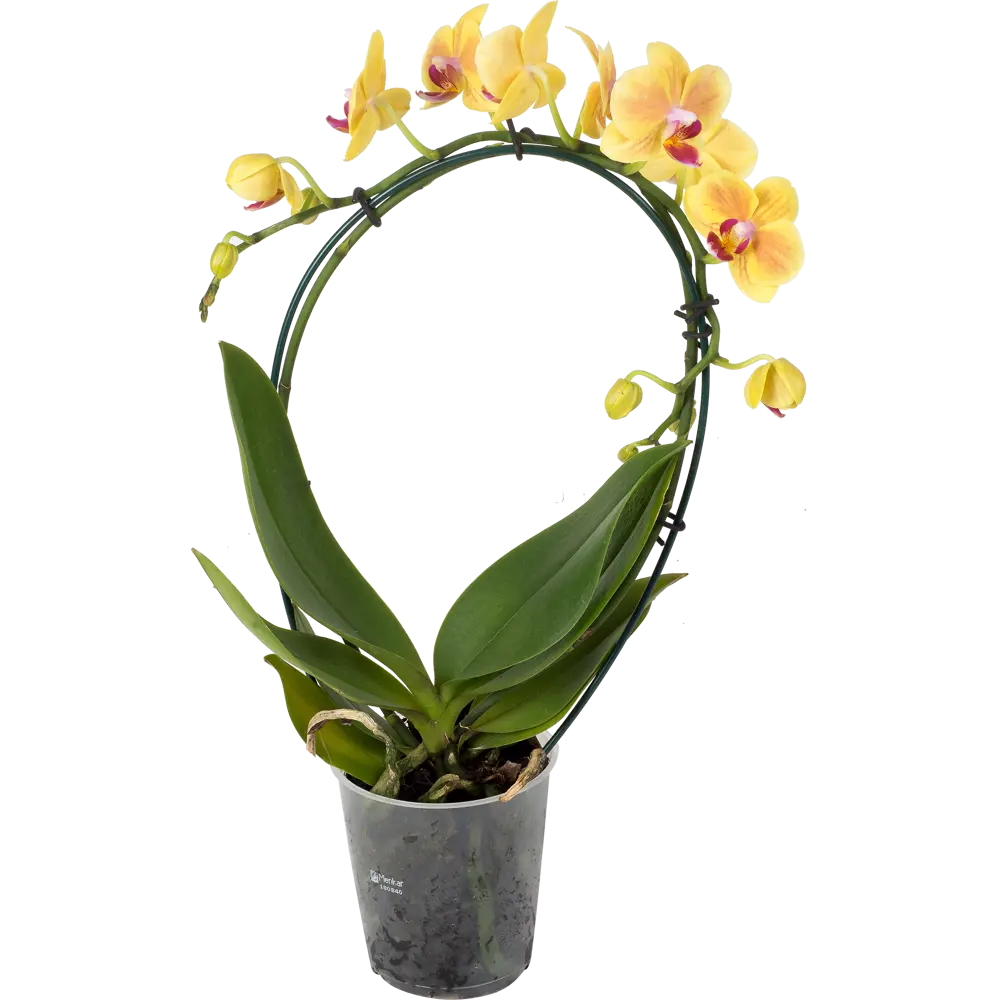 Фото Орхидея Фаленопсис Мультифлора Супер экстра 1 стебель ø12 h40 см Фото Орхидея Фаленопсис Мультифлора Супер экстра 1 стебель ø12 h40 см