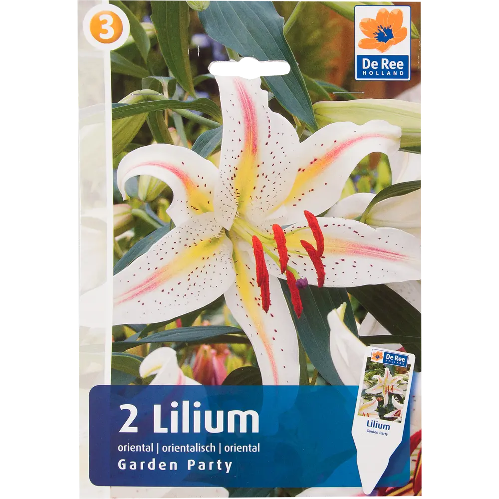 Фото Лилия «Гарден Пати» Фото Лилия «Гарден Пати»