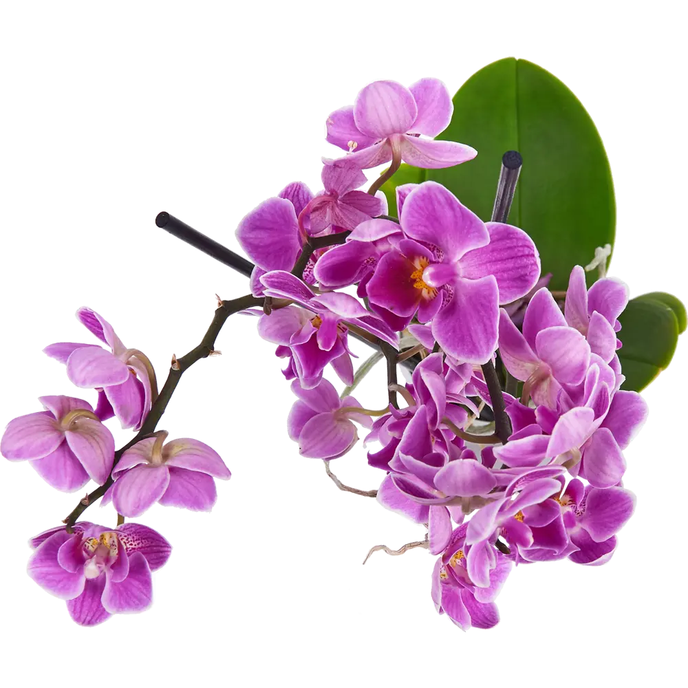 Фото 2 Орхидея Фаленопсис Супер экстра микс 2 стебля ø9 h40 см Джей Эм Пи Флауэрс рус Фото 2 Орхидея Фаленопсис Супер экстра микс 2 стебля ø9 h40 см Джей Эм Пи Флауэрс рус