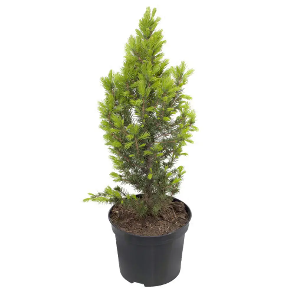 Фото Ель колючая Коника Ø19 см h55-60 см Фото Ель колючая Коника Ø19 см h55-60 см