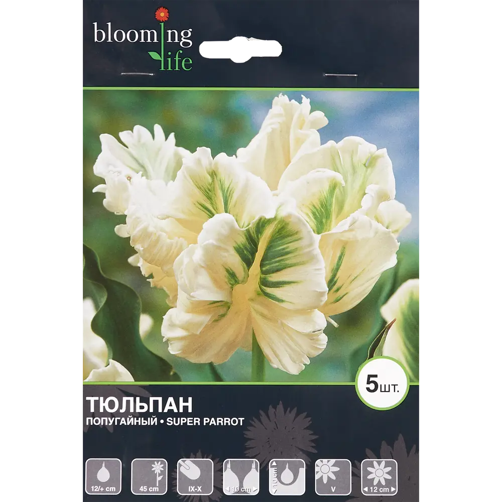 Фото Тюльпан Супер Пэррот 12/+, 5 шт.