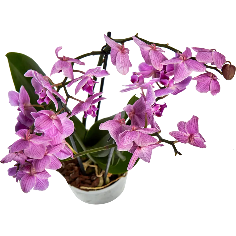 Фото 2 Орхидея Фаленопсис Мультифлора Супер экстра 2 стебля ø12 h40 см Фото 2 Орхидея Фаленопсис Мультифлора Супер экстра 2 стебля ø12 h40 см
