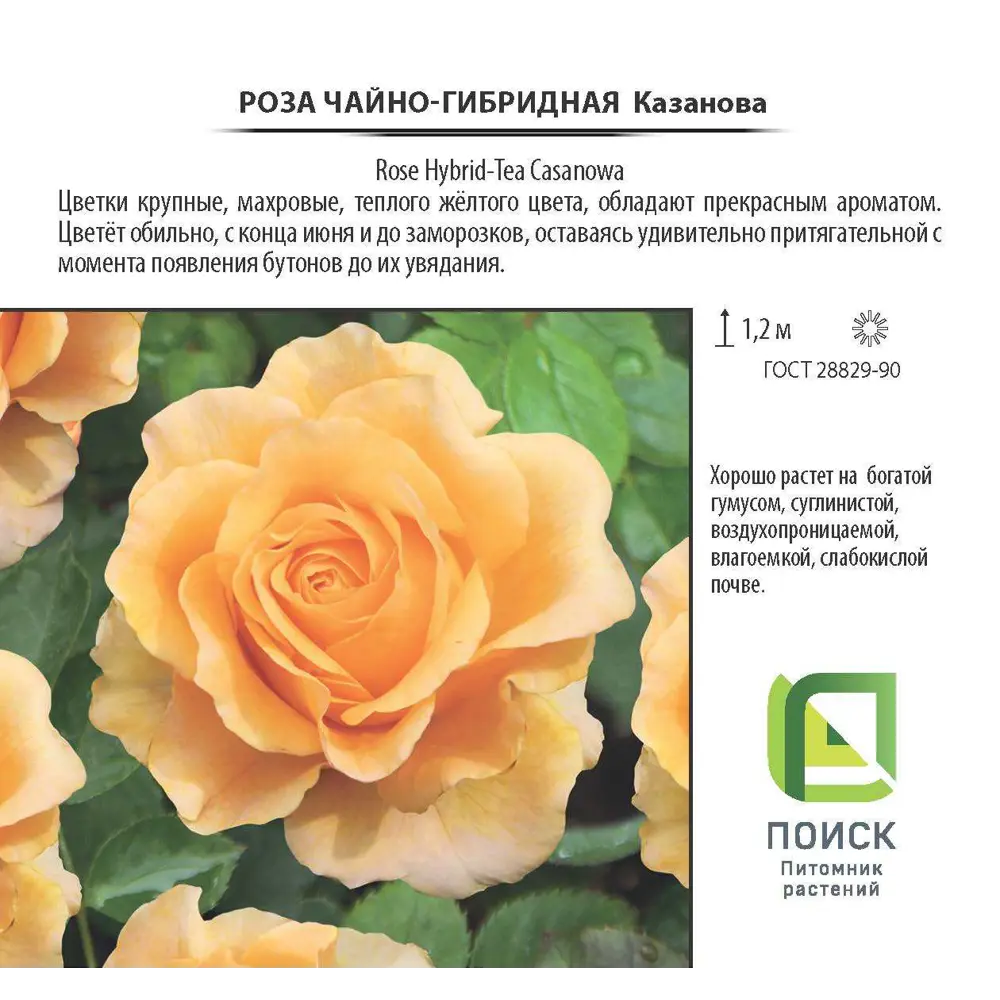Фото 2 Роза чайно-гибридная «Казанова», контейнер 3.5 л Фото 2 Роза чайно-гибридная «Казанова», контейнер 3.5 л