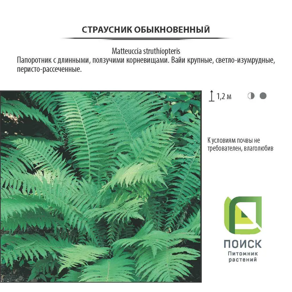 Фото 2 Страусник обыкновенный, контейнер 2 л Фото 2 Страусник обыкновенный, контейнер 2 л