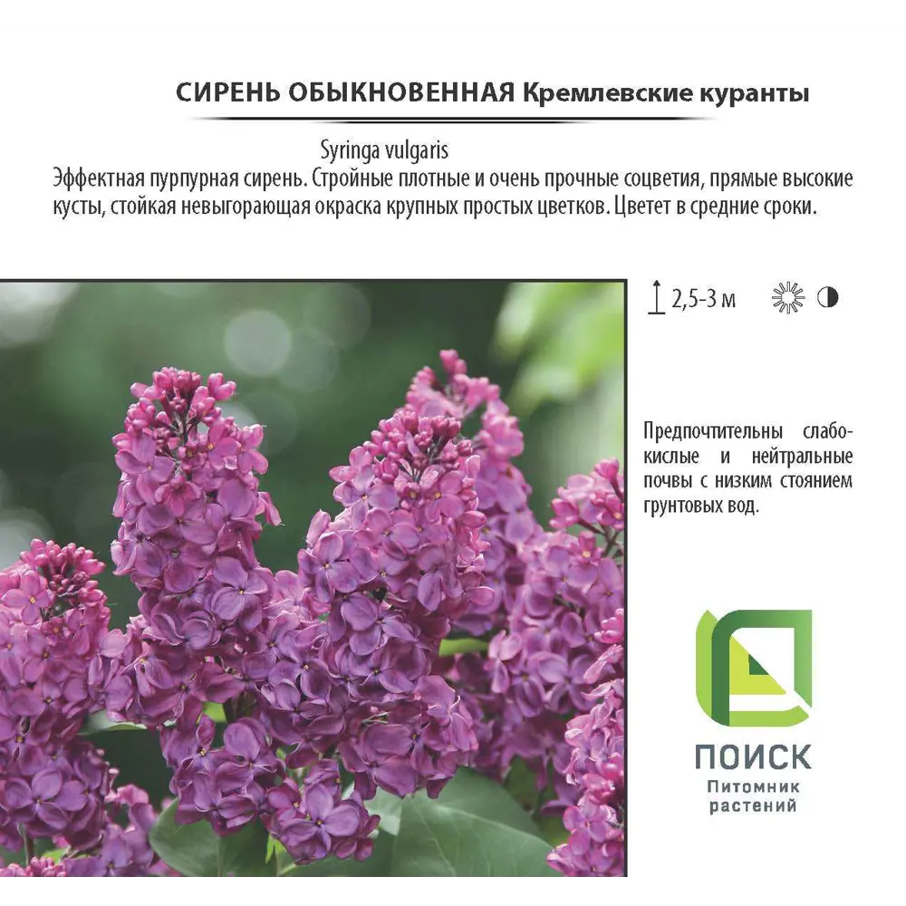 Фото 2 Сирень обыкновенная «Кремлевские Куранты», контейнер 2-3 л Фото 2 Сирень обыкновенная «Кремлевские Куранты», контейнер 2-3 л