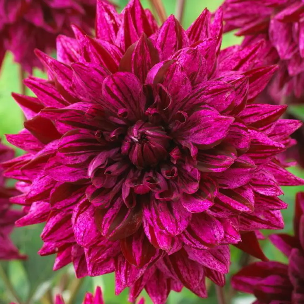 Фото 3 Георгина декоративная Арт Акт I Фото 3 Георгина декоративная Арт Акт I