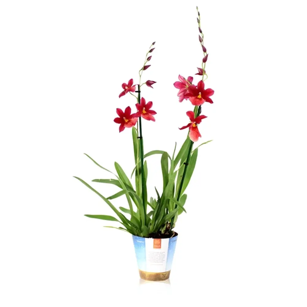 Фото Орхидея Камбрия Нелли Ислер ø12 h55 см Флора люкс Фото Орхидея Камбрия Нелли Ислер ø12 h55 см Флора люкс