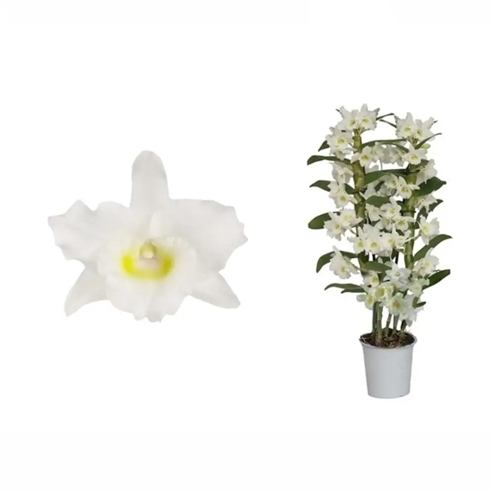Фото Орхидея Дендробиум Аполлон 2 стебля ø12 h50 см Фото Орхидея Дендробиум Аполлон 2 стебля ø12 h50 см