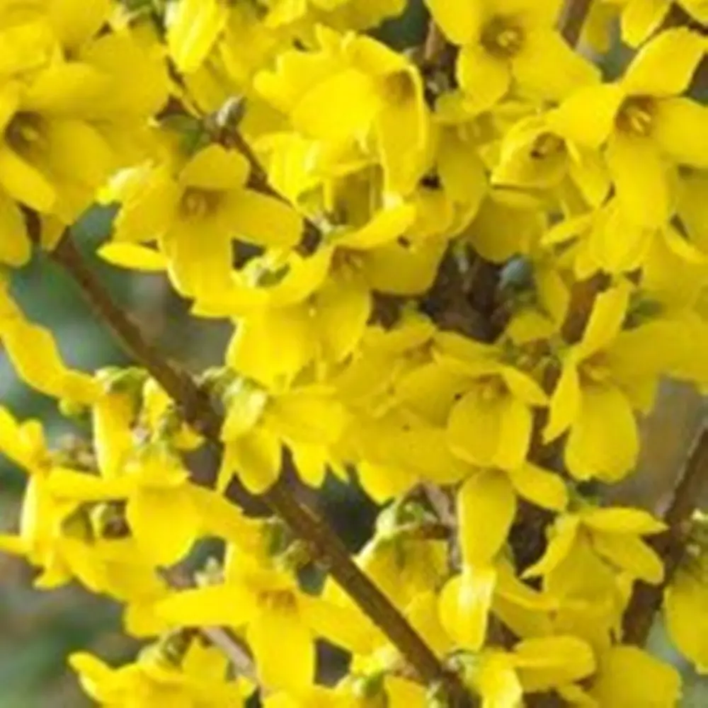 Фото Форзиция средняя «Голдрауч» в тубе Фото Форзиция средняя «Голдрауч» в тубе