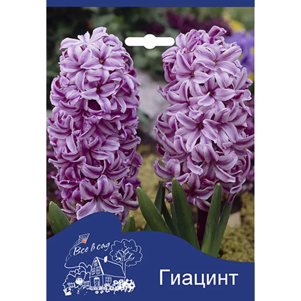 Фото Гиацинт «Анна Лиза» 14/15, 2 шт. Фото Гиацинт «Анна Лиза» 14/15, 2 шт.