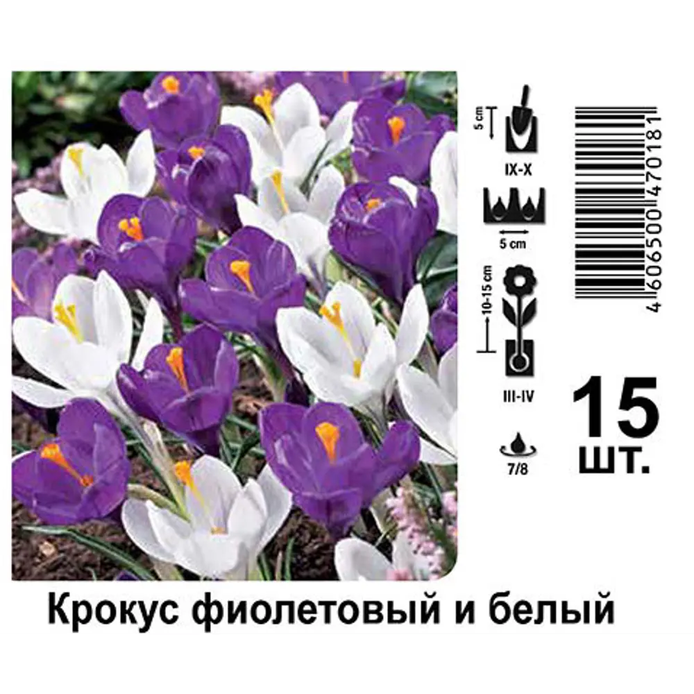 Фото Крокус фиолетовый и белый 7/8 Фото Крокус фиолетовый и белый 7/8