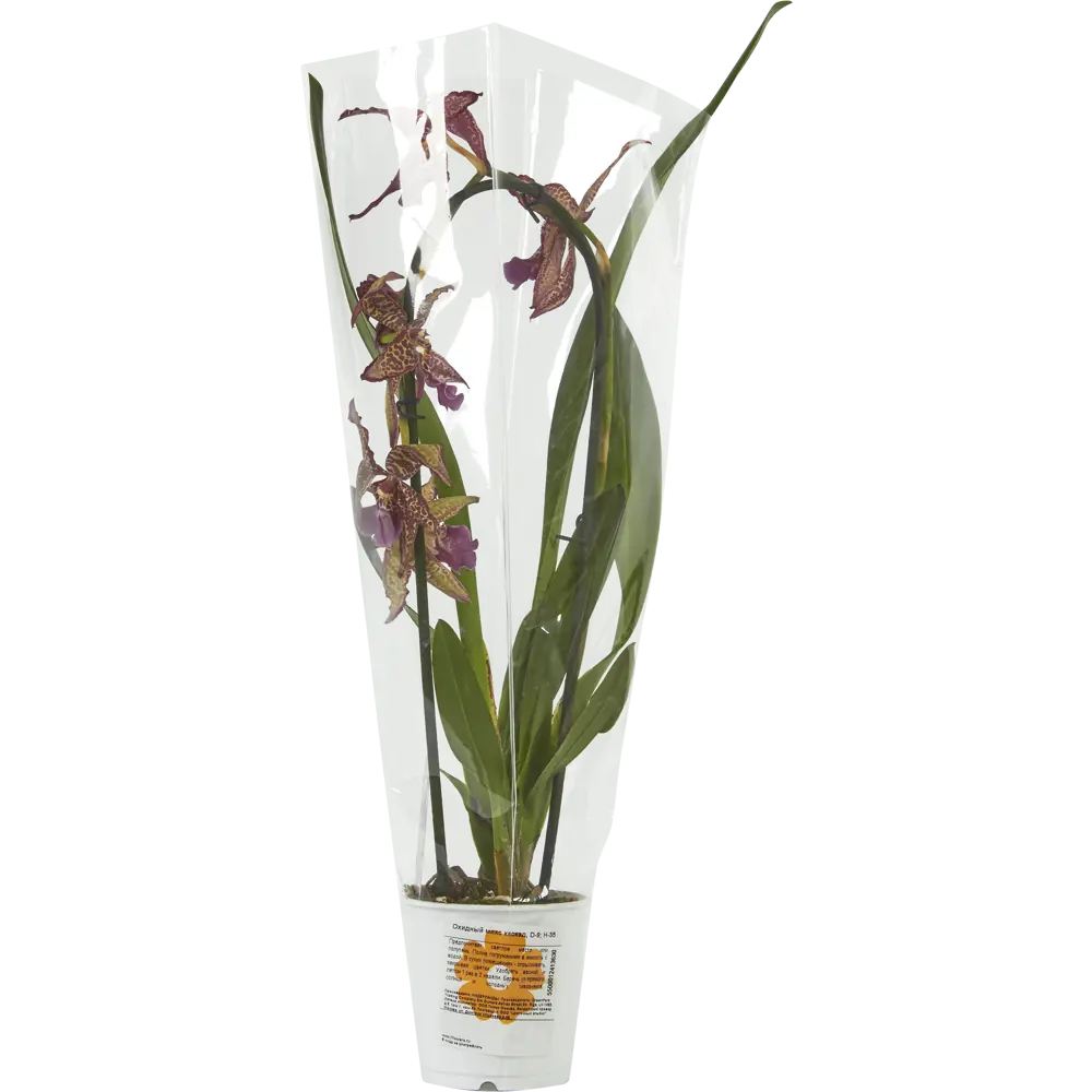 Фото 4 Орхидея микс каскад ø9 h35 см Фото 4 Орхидея микс каскад ø9 h35 см