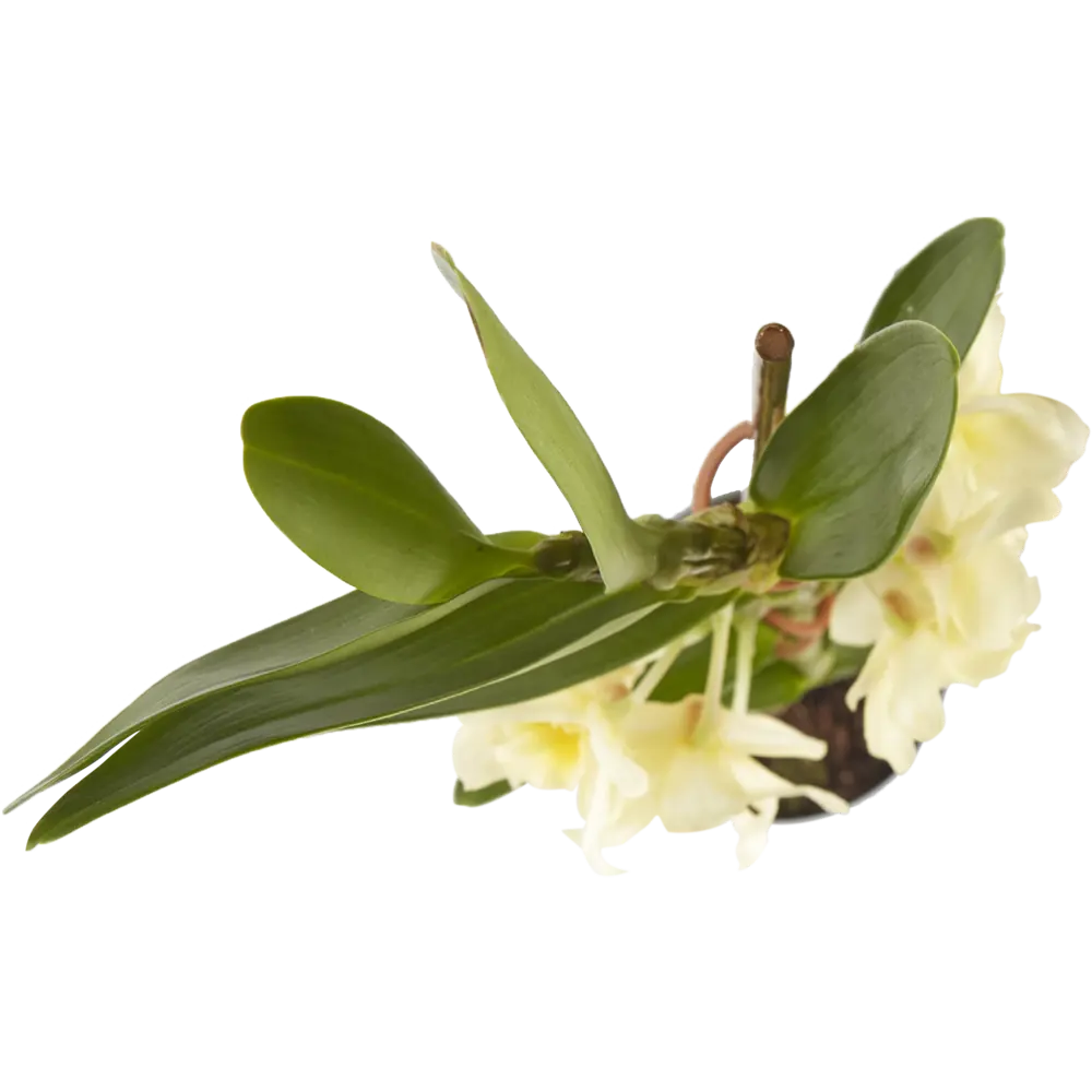 Фото 2 Орхидея Дендробиум микс ø12 h45 см Цветочный альянс Фото 2 Орхидея Дендробиум микс ø12 h45 см Цветочный альянс