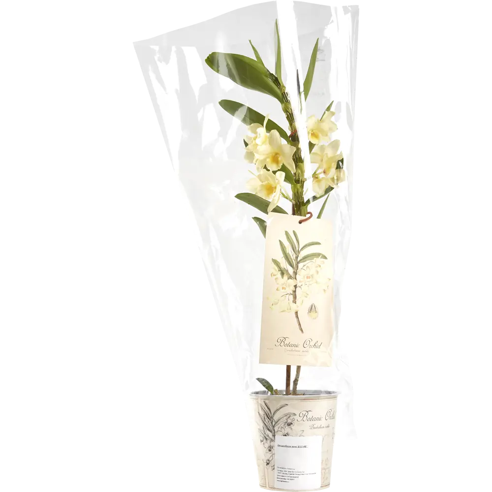 Фото 4 Орхидея Дендробиум микс ø12 h45 см Цветочный альянс Фото 4 Орхидея Дендробиум микс ø12 h45 см Цветочный альянс