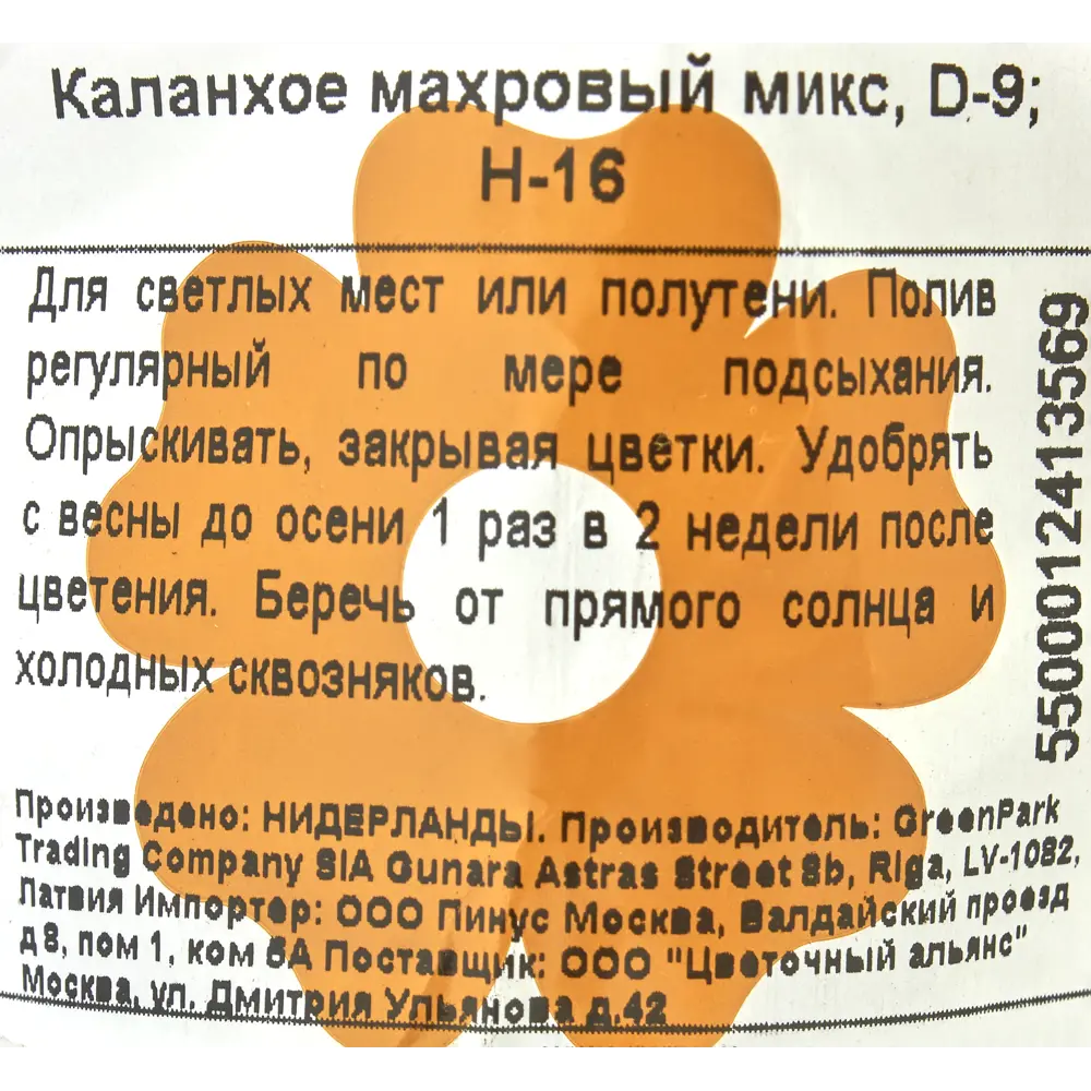 Фото 3 Каланхое Махровый микс 9x16 см Фото 3 Каланхое Махровый микс 9x16 см