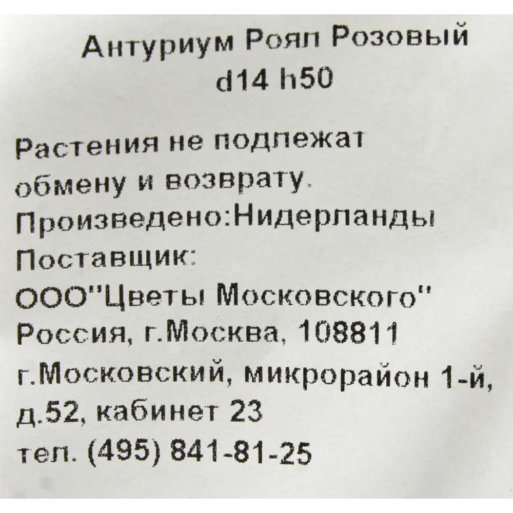 Фото 3 Антуриум Роял розовый 14x50 см Фото 3 Антуриум Роял розовый 14x50 см