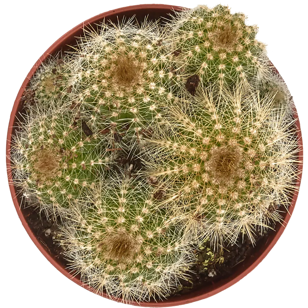 Фото 2 Кактус микс 8.5x15 см Фото 2 Кактус микс 8.5x15 см