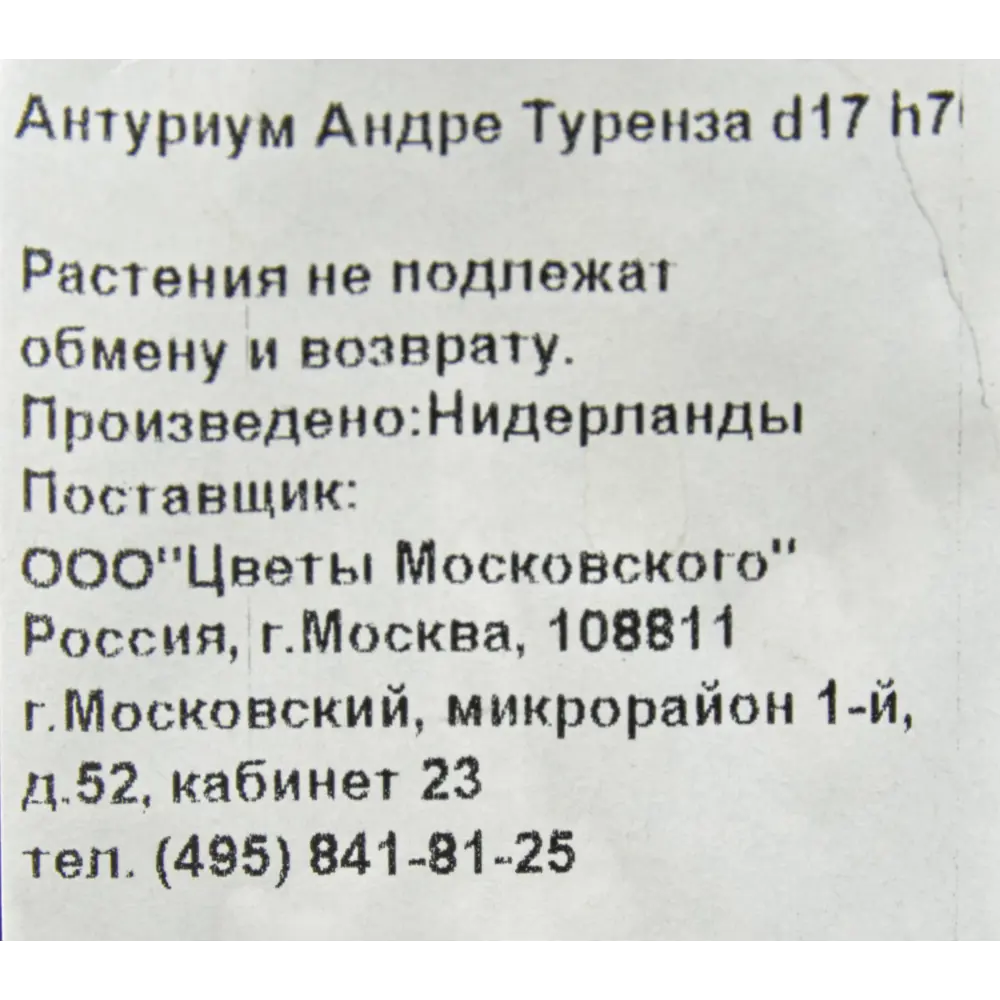 Фото 3 Антуриум Андре Туренза 17x70 см Фото 3 Антуриум Андре Туренза 17x70 см