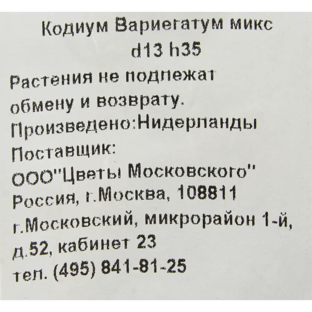Фото 3 Кодиум Вариегатум микс 13x35 см Фото 3 Кодиум Вариегатум микс 13x35 см