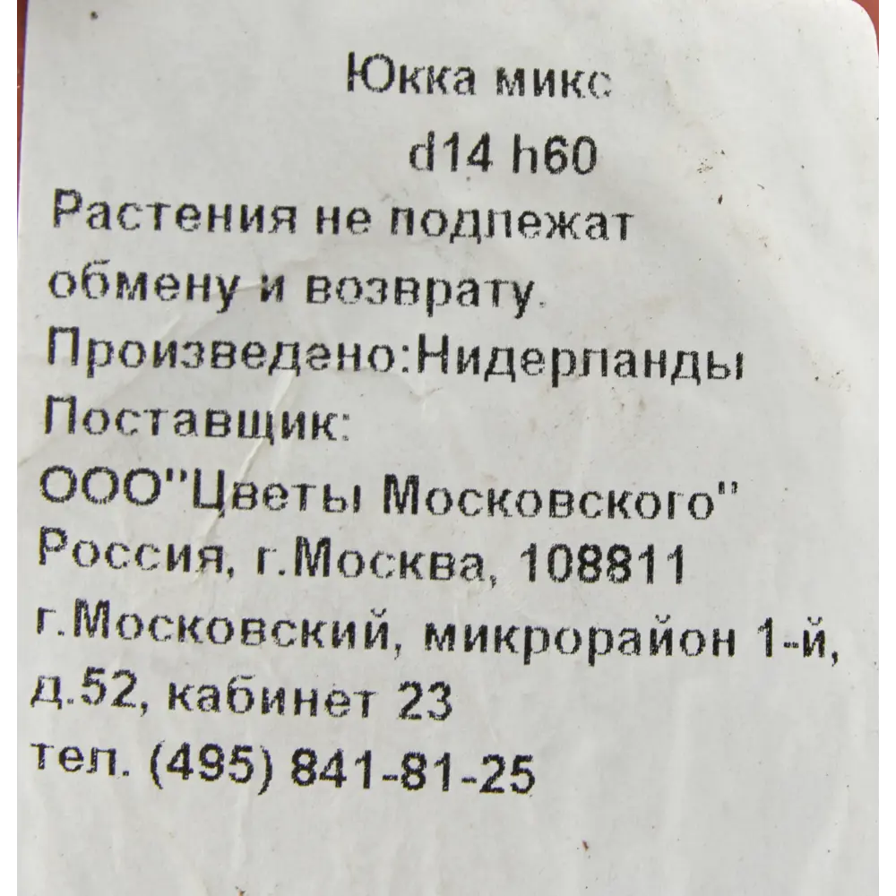 Фото 3 Юкка микс 14x60 см Фото 3 Юкка микс 14x60 см