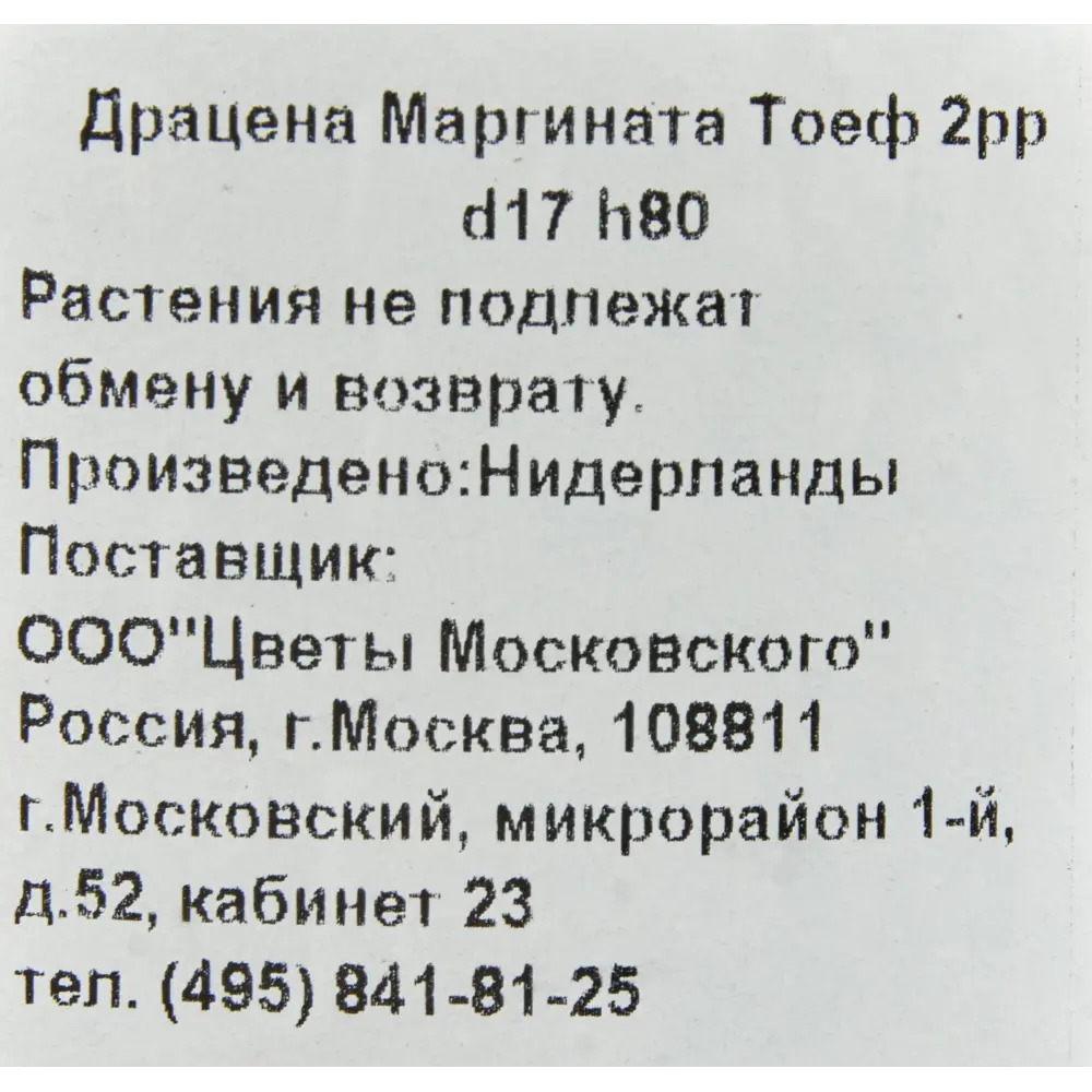 Фото 3 Драцена Маргината Тоеф 2 растения 17x80 см Фото 3 Драцена Маргината Тоеф 2 растения 17x80 см