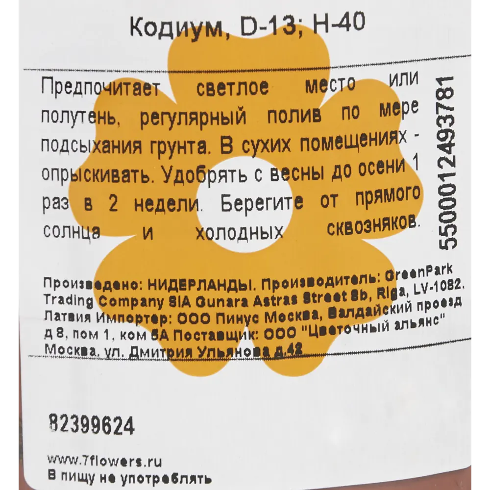 Фото 3 Кодиум 13x40 см Фото 3 Кодиум 13x40 см