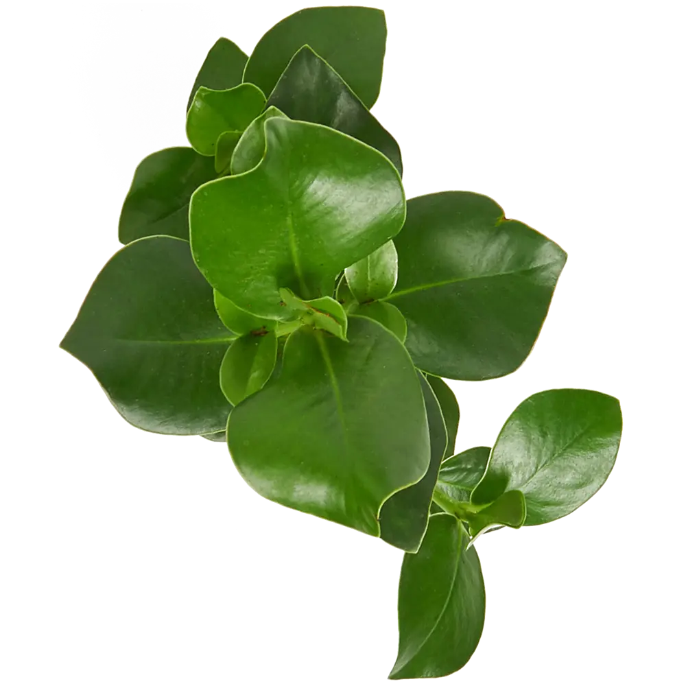 Фото 2 Клузия Росея Принцесс 12x38 см Фото 2 Клузия Росея Принцесс 12x38 см